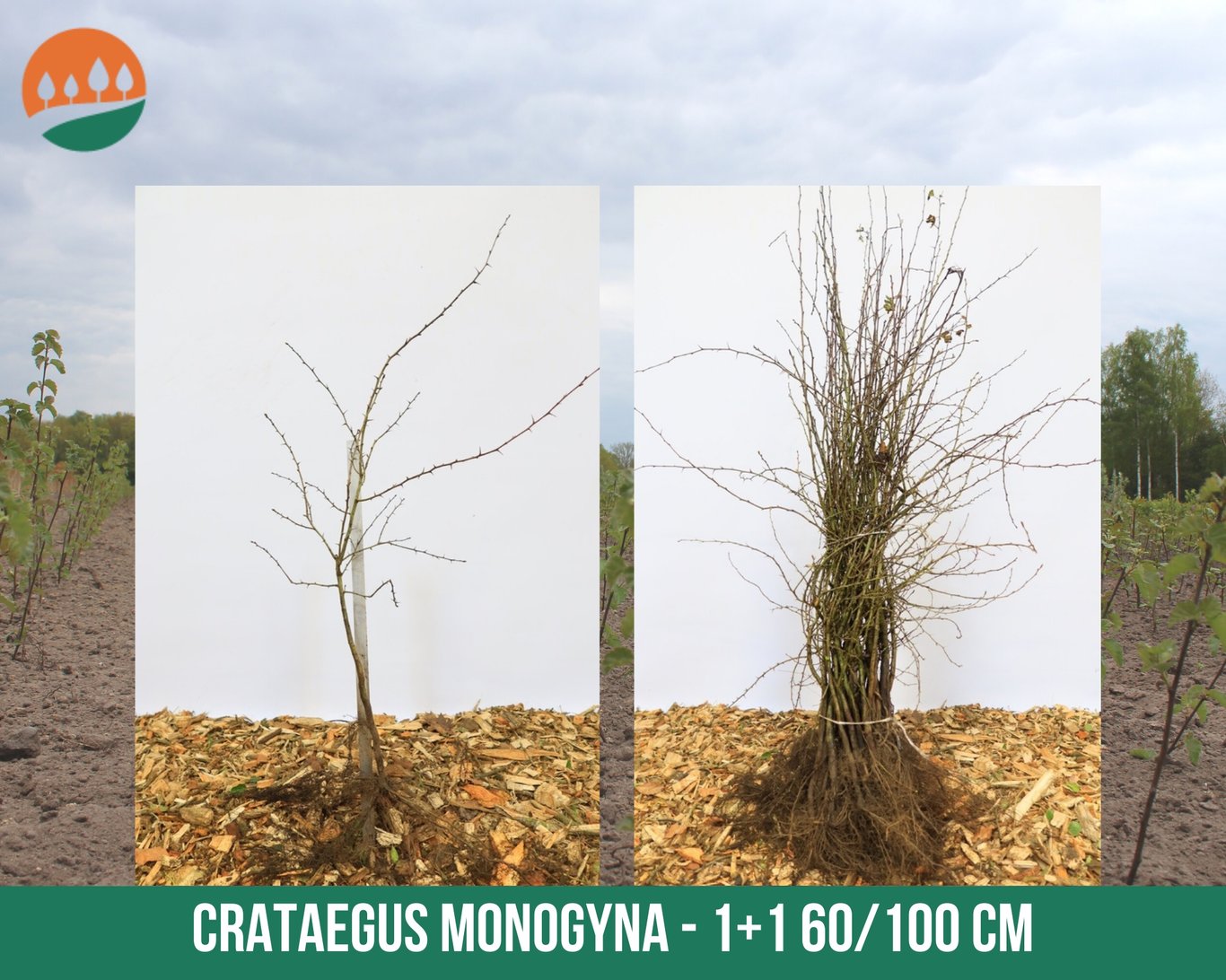 Crataegus monogyna - 60-100 CM bare root 1/1